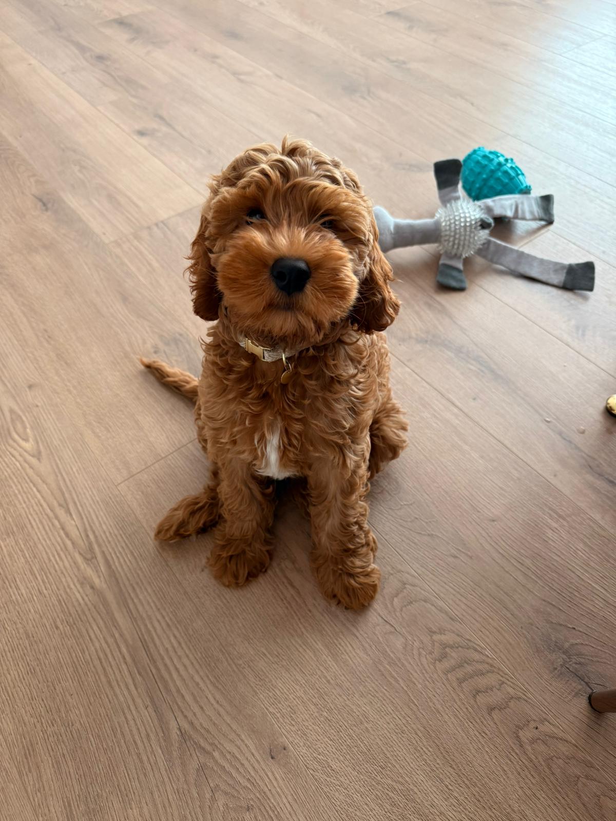 Dziecko Rockiego